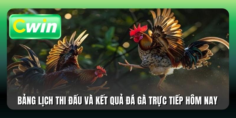 Bảng lịch thi đấu và kết quả đá gà trực tiếp hôm nay