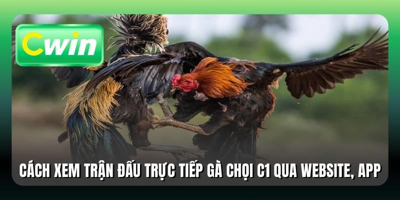 Cách xem các trận đấu trực tiếp gà chọi C1 qua website, app