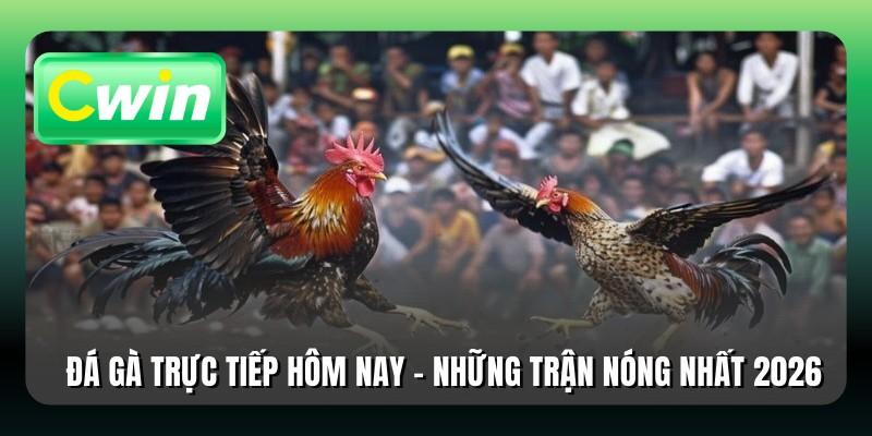 Đá Gà Trực Tiếp Hôm Nay - Những Trận Nóng Nhất 2026