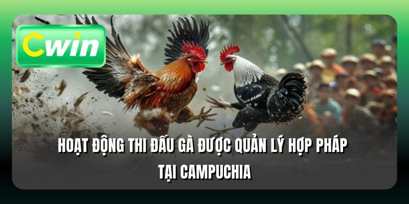 Hoạt động thi đấu gà được quản lý hợp pháp tại Campuchia