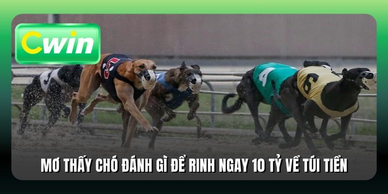 Mơ Thấy Chó Đánh Gì Để Rinh Ngay 10 Tỷ Về Túi Tiền