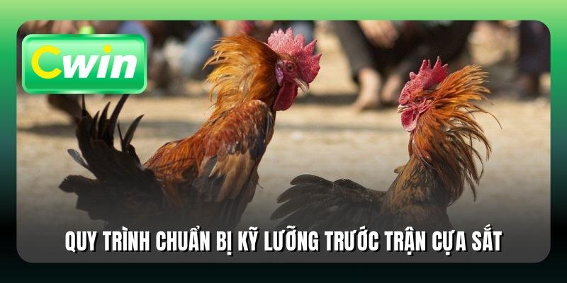 Quy trình chuẩn bị kỹ lưỡng trước trận cựa sắt