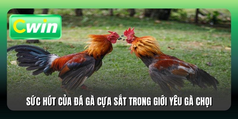 Sức hút của đá gà cựa sắt trong giới yêu gà chọi