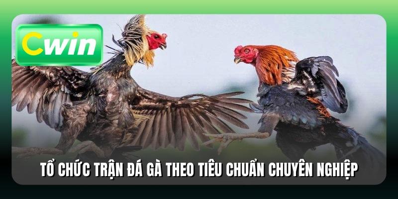 Tổ chức trận đá gà theo tiêu chuẩn chuyên nghiệp
