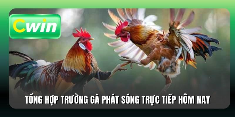 Tổng hợp trường gà phát sóng trực tiếp hôm nay