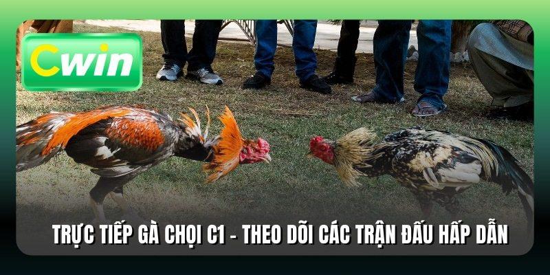 Trực Tiếp Gà Chọi C1 - Theo Dõi Các Trận Đấu Hấp Dẫn